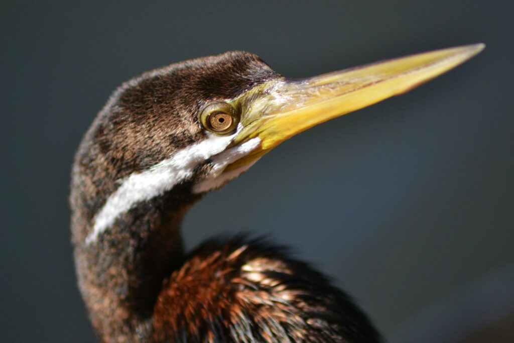 A close-up of an Australasian darter's head shows its slender yellow beak and watchful eye.