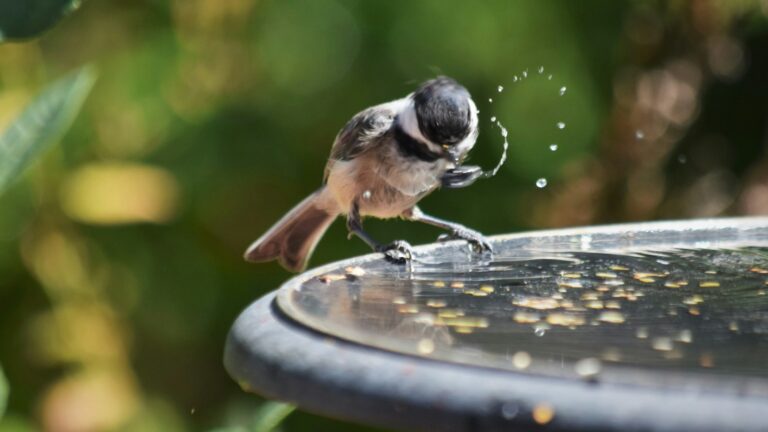 A small bird is drinking water from a bird bath.