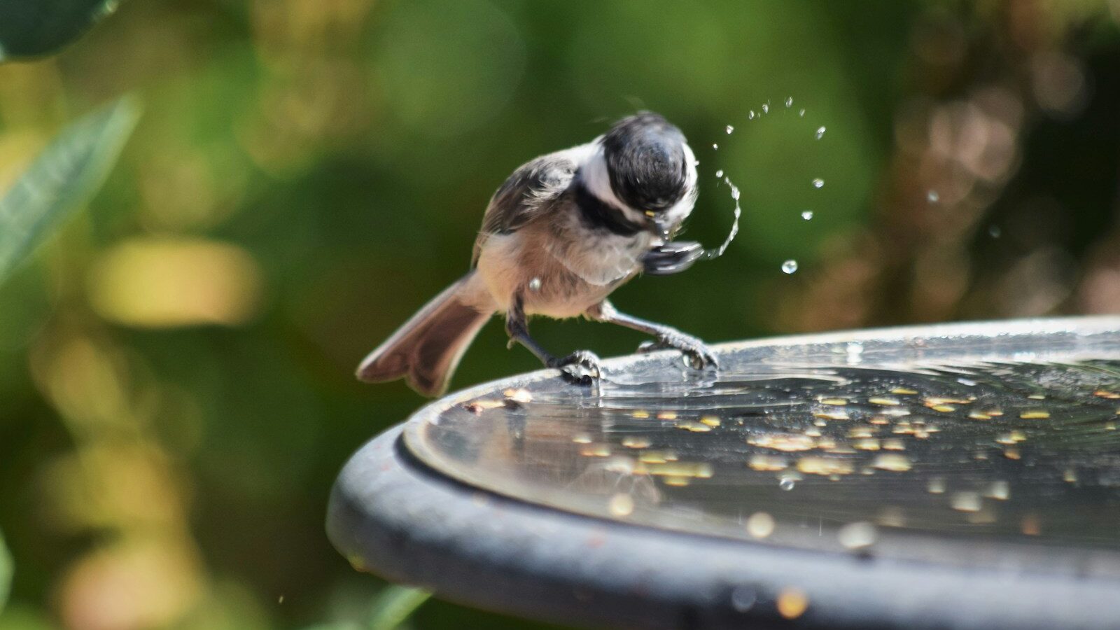 A small bird is drinking water from a bird bath.