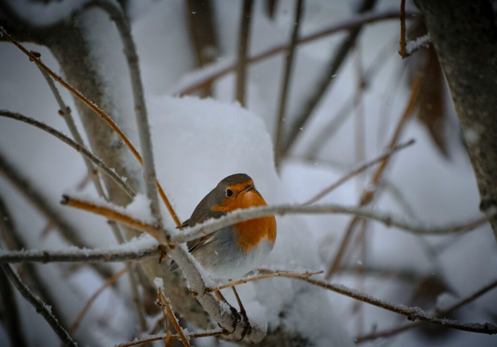 A European robin with a bright orange breast sits on a snow-covered branch.
