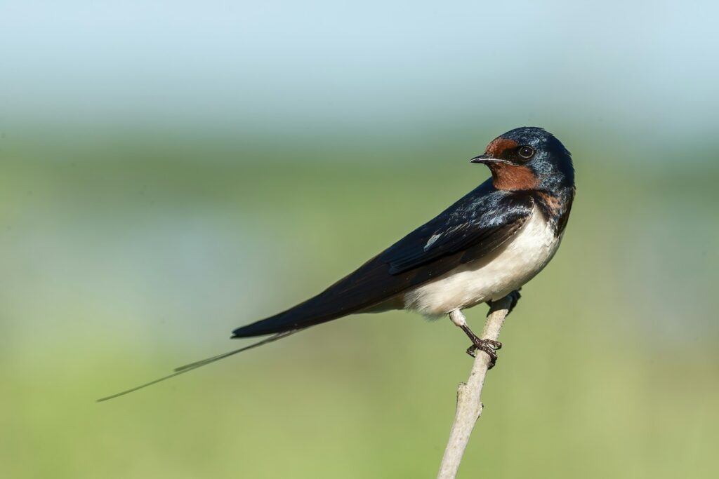 A barn swallow with dark blue upperparts, a reddish throat, and a long forked tail perches on a twig.