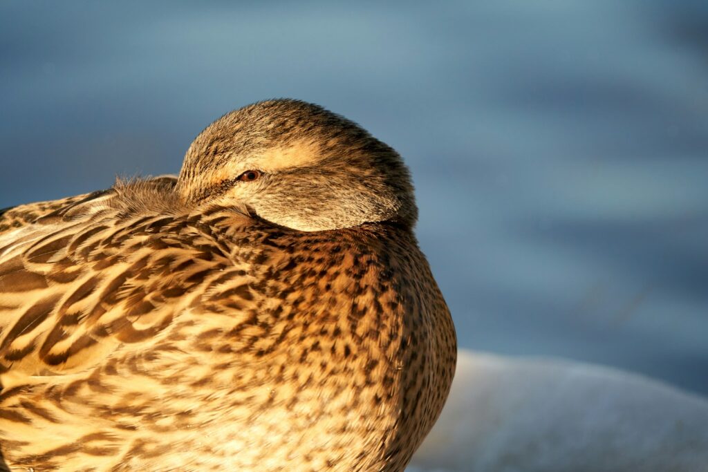 A cozy Mallard enjoys a peaceful moment, eyes closed.
