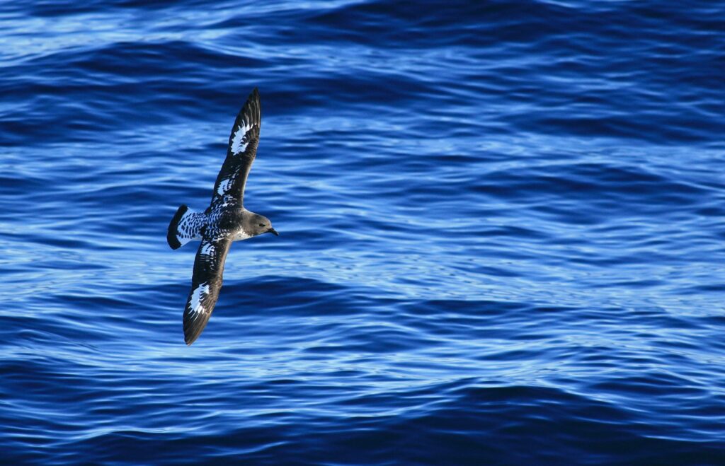 A Cape petrel with dark wings speckled with white patches flies over the deep blue ocean.