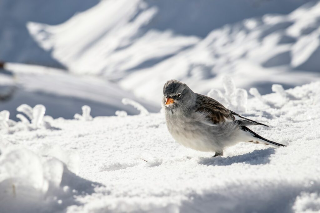 A white-winged snowfinch stands on a snow-covered surface.
