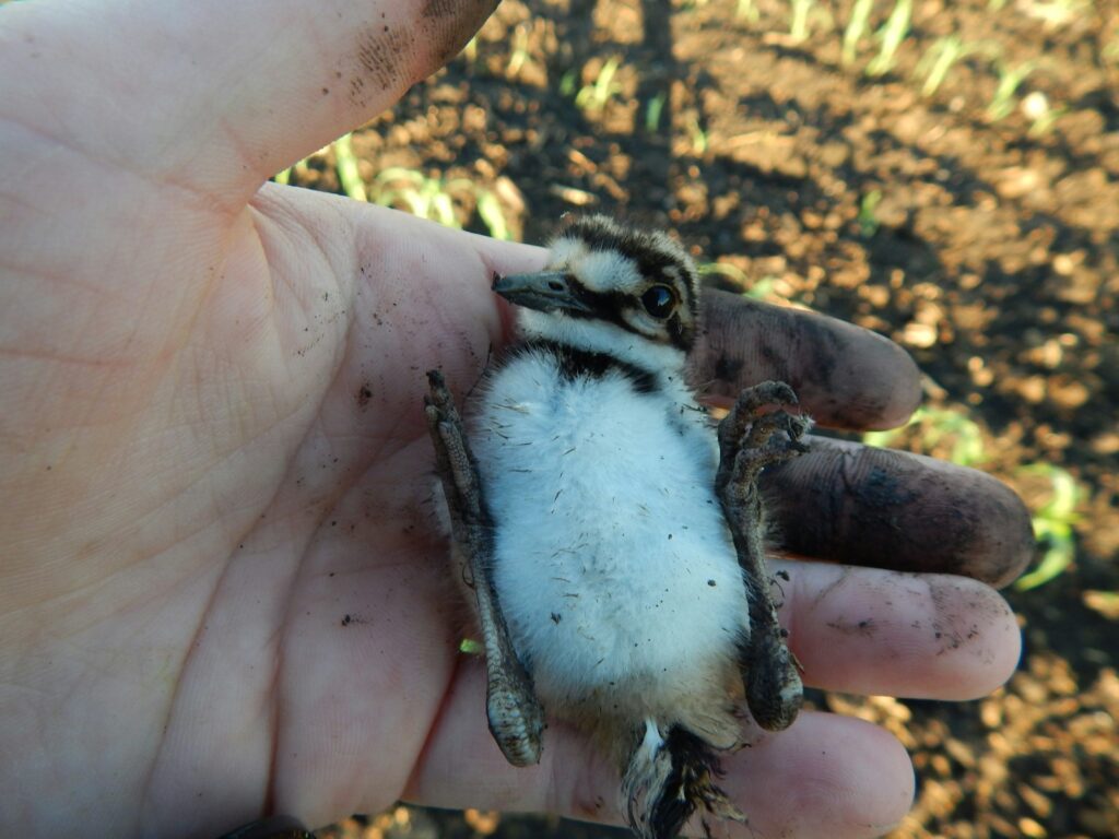 A tiny killdeer chick rests in a person's hand.




A tiny killdeer chick rests in a person's hand.

