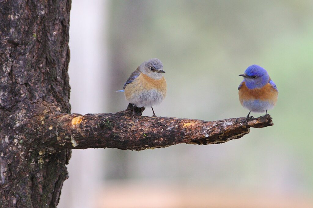 A pair of Western bluebirds, one mostly gray and the other vibrant blue, perch on a branch.
