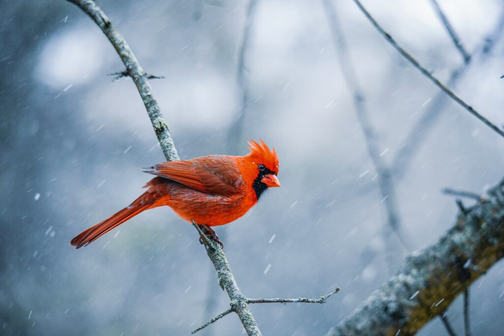 A red bird perched on a tree branch in the snow.