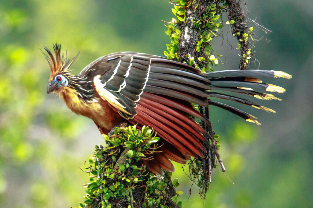 A Hoatzin with striking plumage perches on a branch with green foliage.