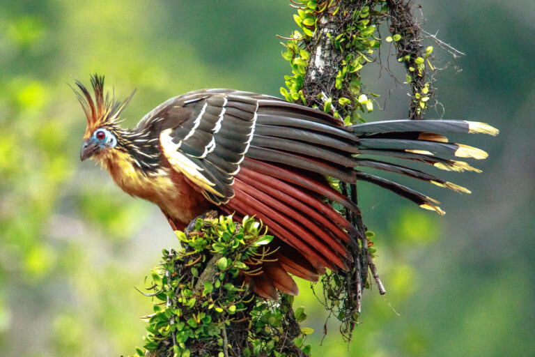 A Hoatzin with striking plumage perches on a branch with green foliage.
