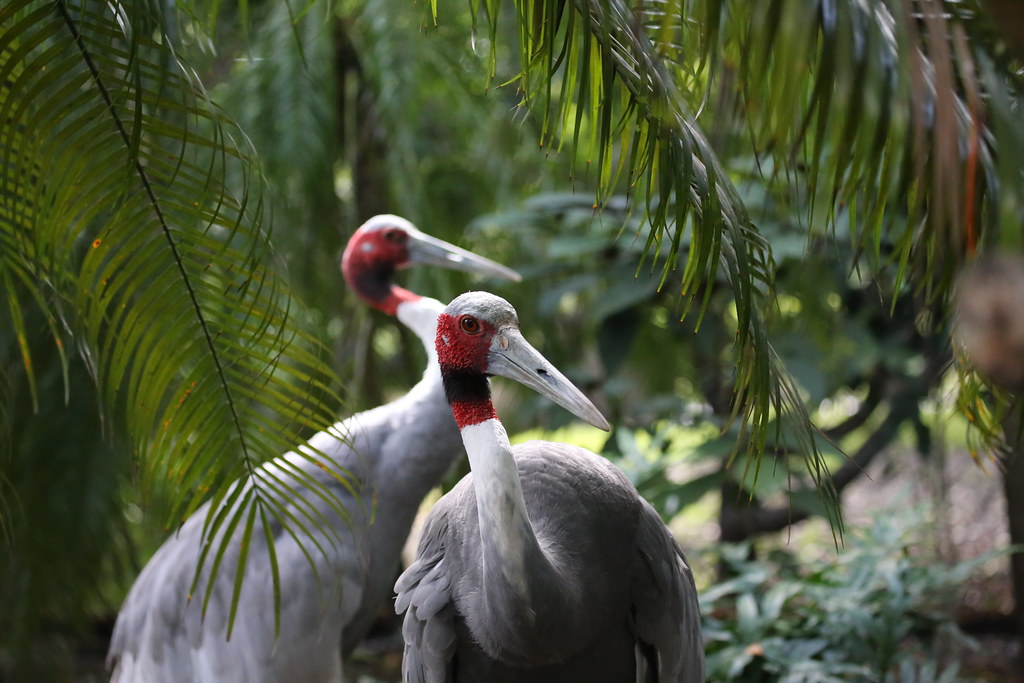 Two sarus cranes with grey bodies and distinctive red heads and necks stand among green foliage.