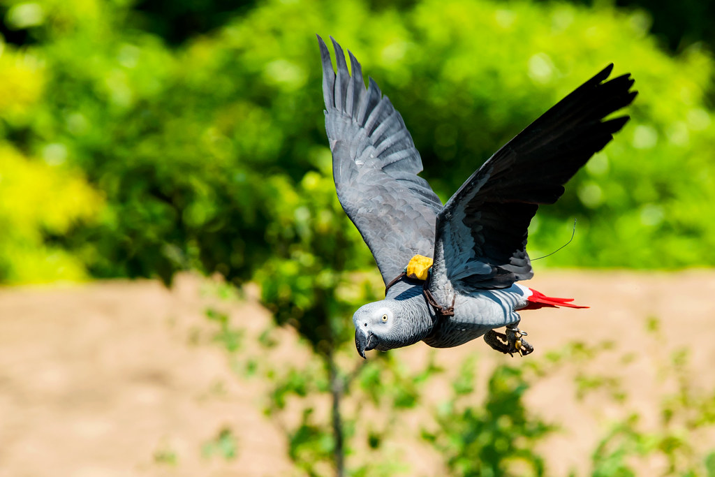 A grey parrot with a red tail flies with its wings spread.