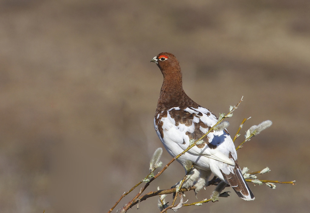 A Willow Ptarmigan with brown, white, and hints of blue plumage perches on budding branches.