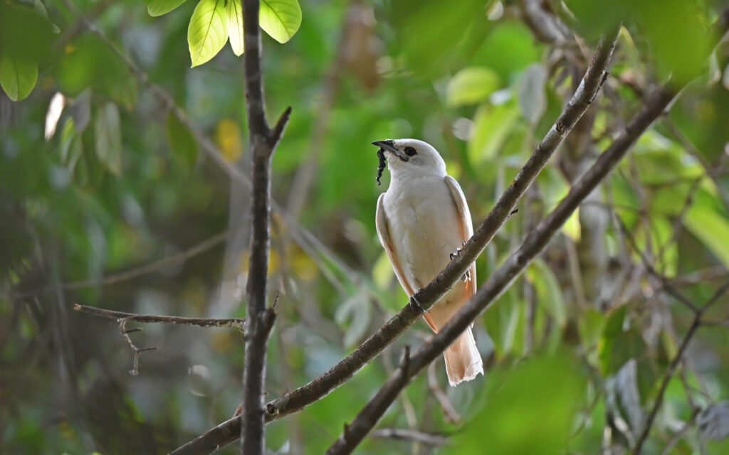 A White-bellied Cotinga holds prey on a branch.