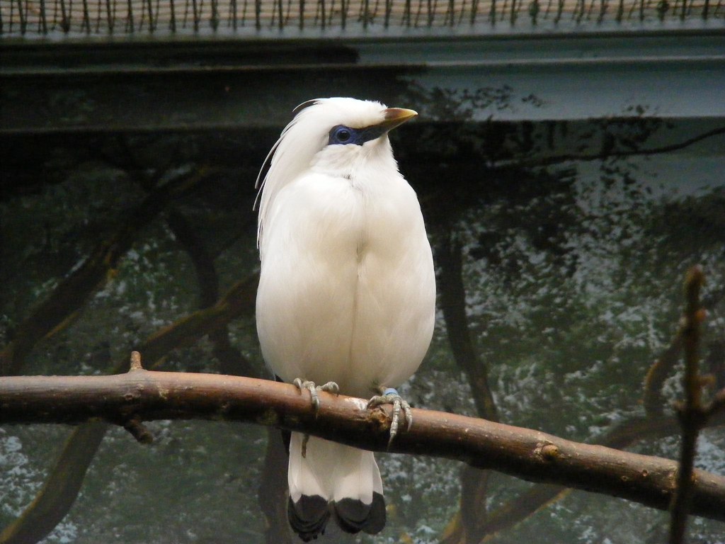 A Bali myna with predominantly white plumage, a bright blue patch around its eye, and a yellow beak perches on a branch.
