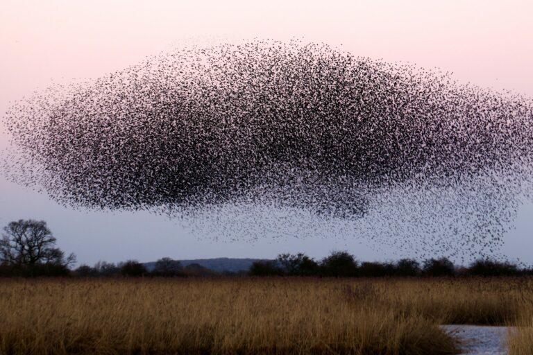 A large flock of birds flying over a field.