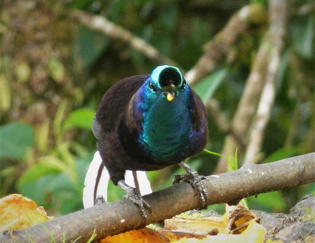 A ribbon-tailed astrapia with iridescent blue and green plumage looks directly at the camera.