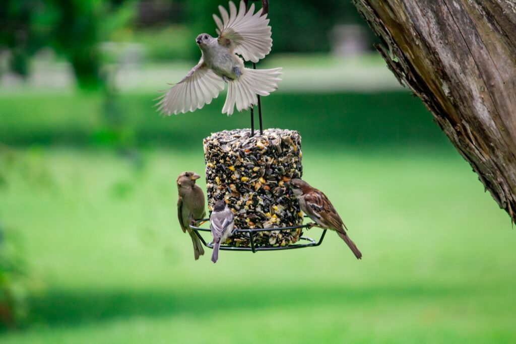 A tufted titmouse flies towards a bird feeder with other small birds.