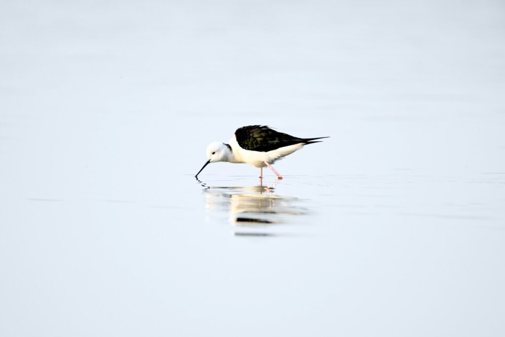 A black-winged stilt wades in shallow water, foraging for food.