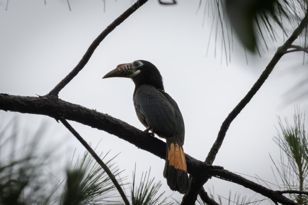 A Visayan hornbill with a dark body and a pale beak with ridges perches on a branch.