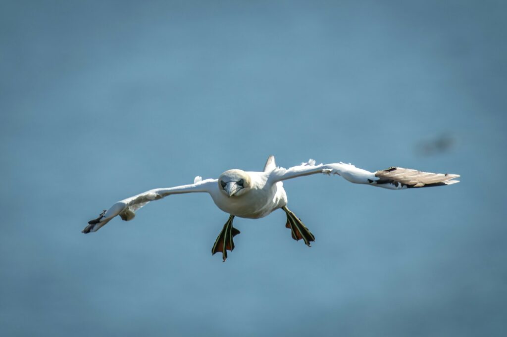 Northern gannet in flight against a clear sky.
