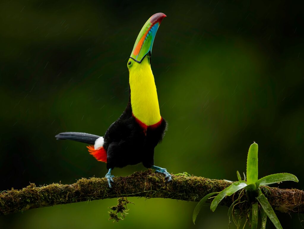 A keel-billed toucan with vibrant yellow, red, blue, and green plumage perches on a mossy branch.