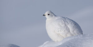 A Rock Ptarmigan with pure white winter plumage rests on a snowdrift.