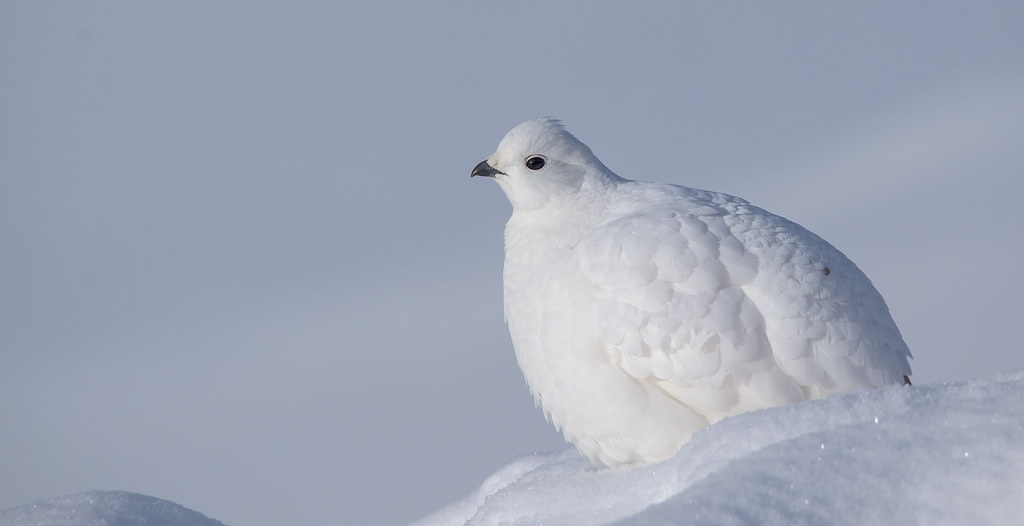 A Rock Ptarmigan with pure white winter plumage rests on a snowdrift.
