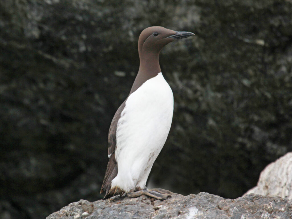 A Common murre with brown head and white underparts stands on a dark, uneven rock.