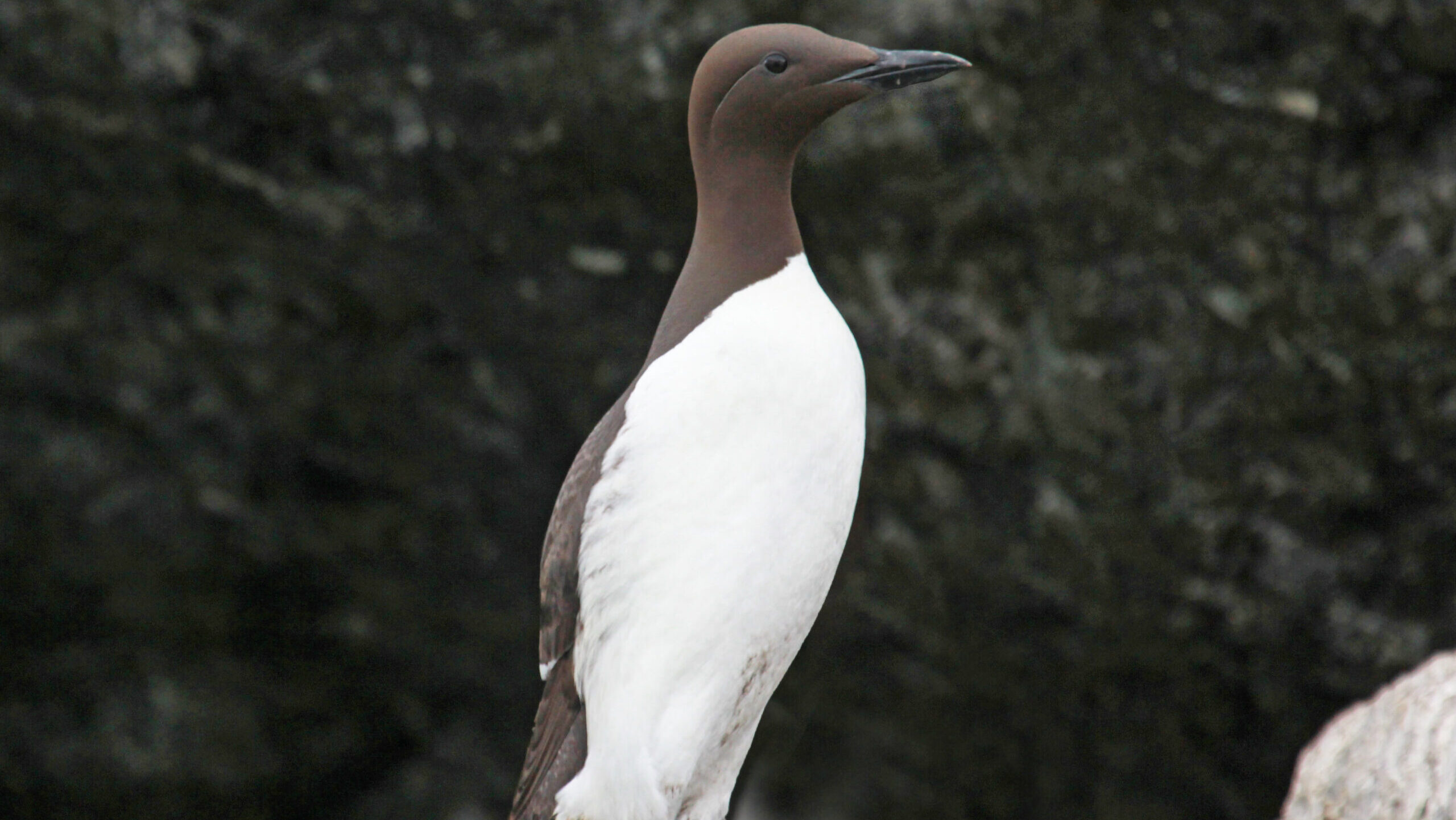 A Common murre with brown head and white underparts stands on a dark, uneven rock.