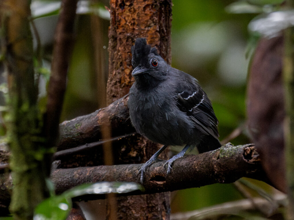A Tufted Antshrike perches on a mossy branch.