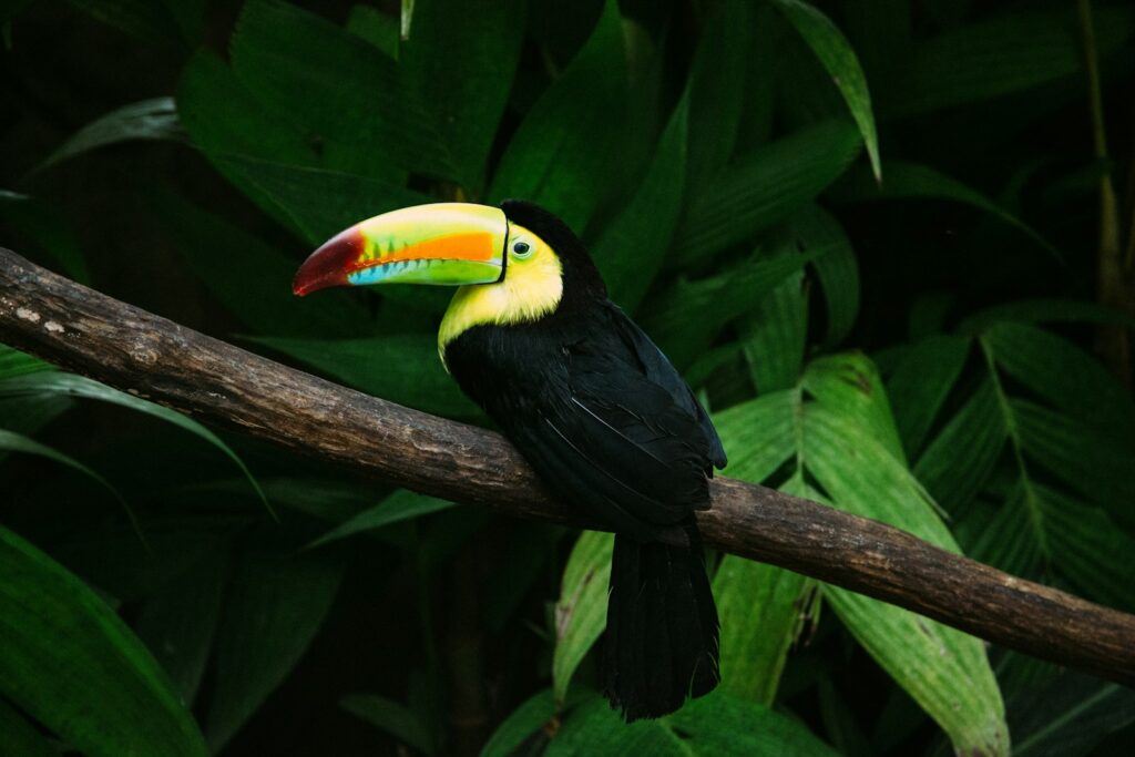A keel-billed toucan with a colorful beak perches on a branch.