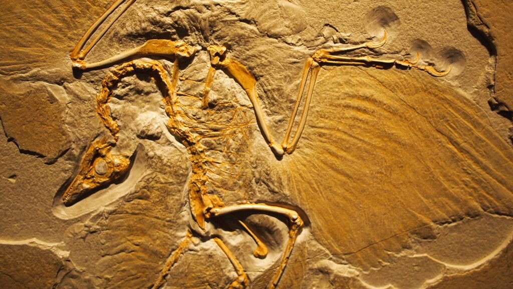 A fossil of Archaeopteryx, an early bird with reptilian features, is preserved in tan-colored limestone.