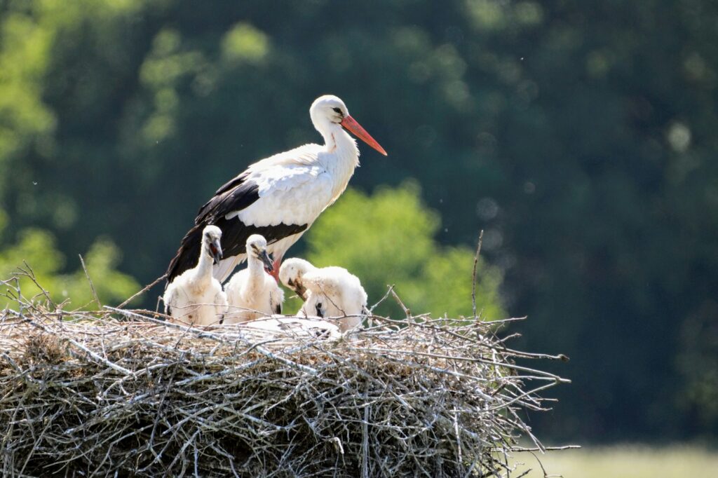 White stork with chicks in a twig nest.