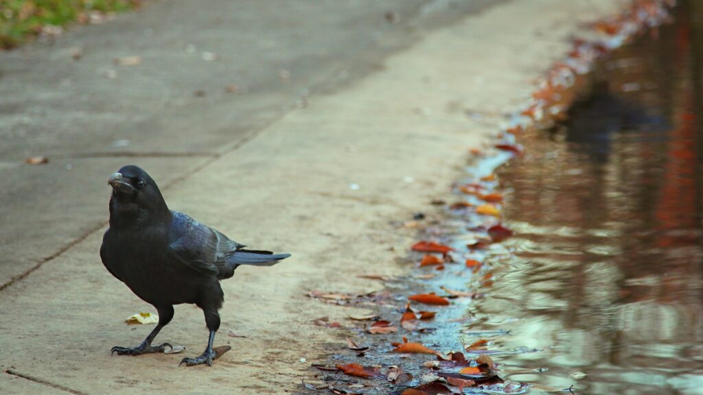 A black crow stands on a concrete surface near a puddle with fallen leaves.