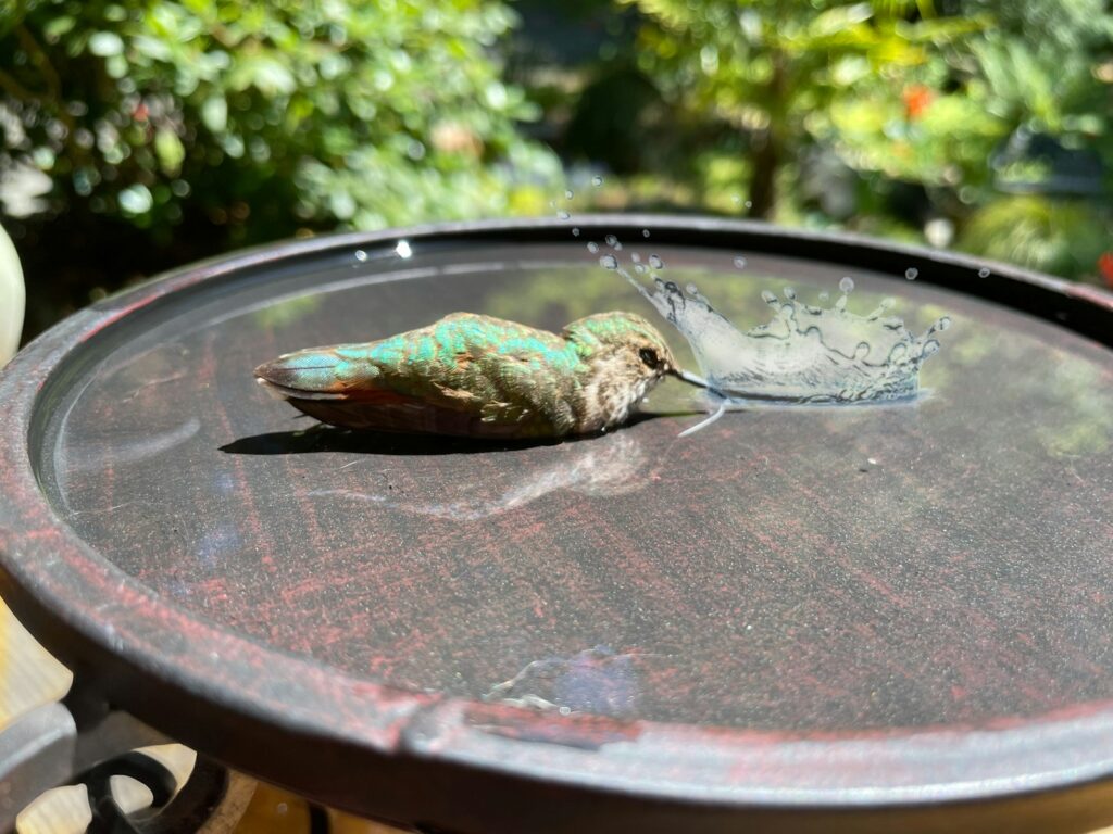 A tiny broad-tailed hummingbird rests in a bird bath with water splashing around it.