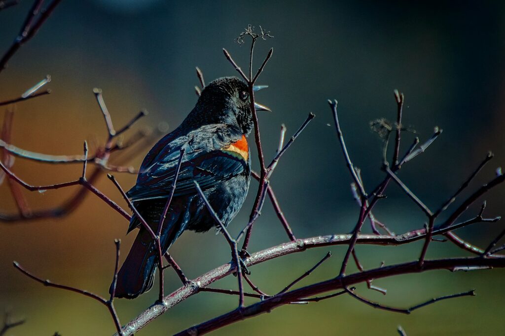 A red-winged blackbird with black plumage and red and yellow shoulder patches sings while perched on bare branches.