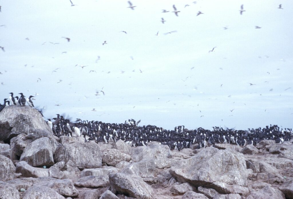 A large colony of Common murres and some gulls crowd a rocky, uneven landscape.