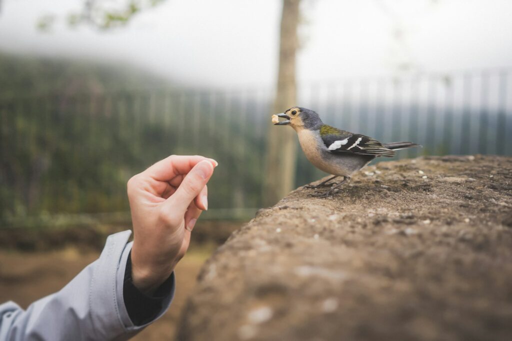 A Eurasian chaffinch perches on a rock with food in its beak, near a hand offering more.
