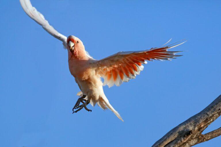 a bird that is flying in the air
