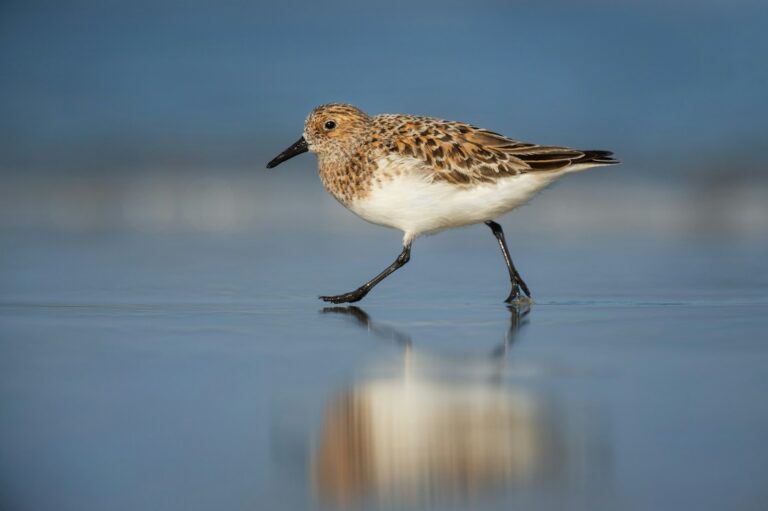 A sanderling walks along the wet sand, its reflection visible below.