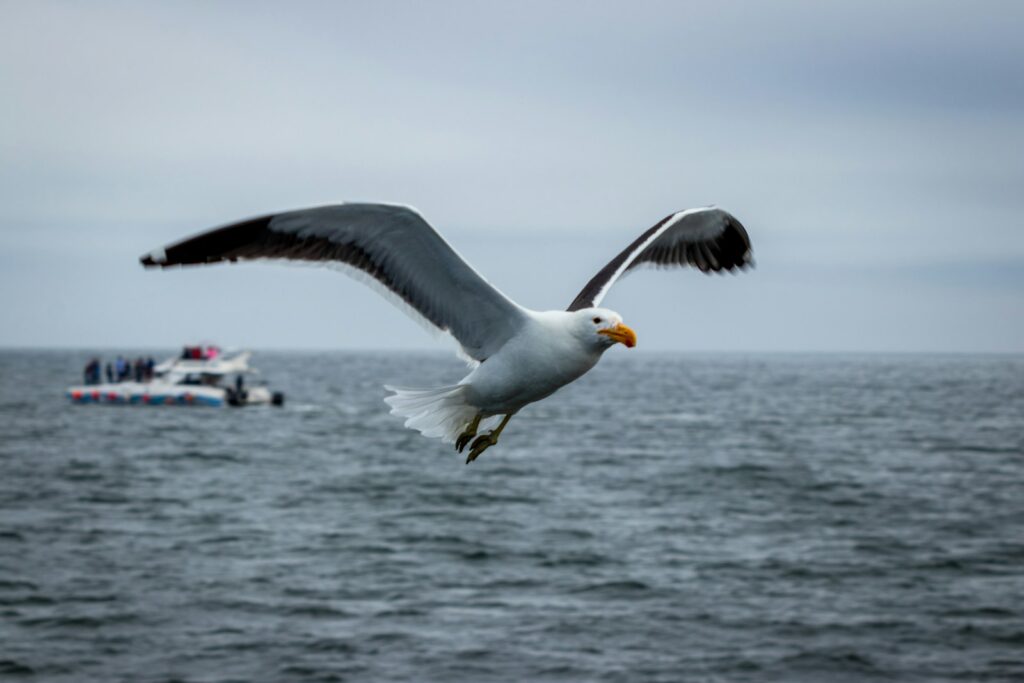 A seagull flying over the ocean with a boat in the background.