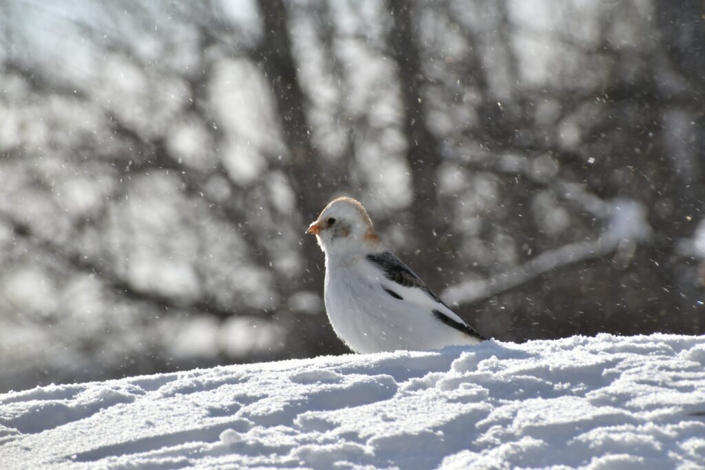 A small bird standing on top of snow covered ground.