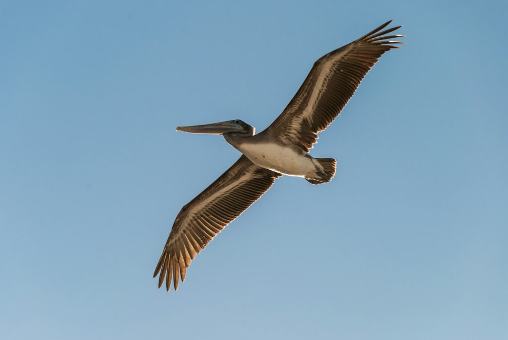 A Brown Pelican soars against a clear, bright blue sky with its long wings spread.