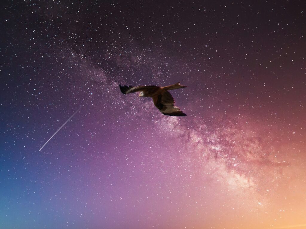 a bird flying in the sky with the stars in the background