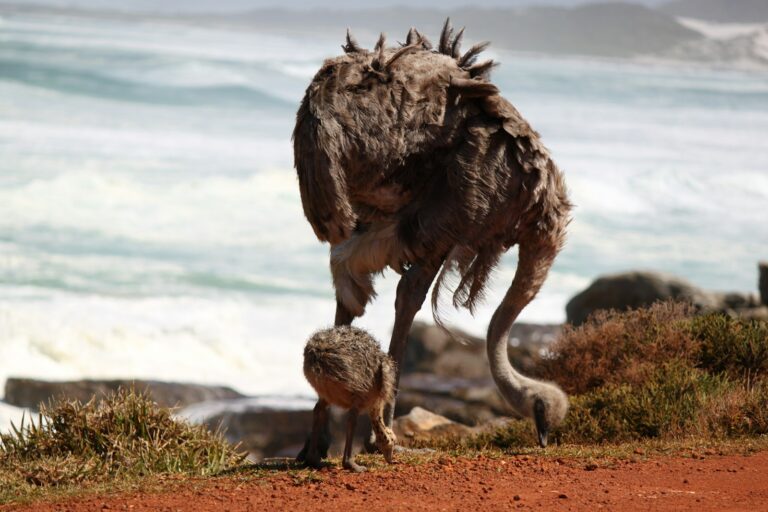 An adult ostrich with ruffled brown feathers tends to a small, fluffy ostrich chick.