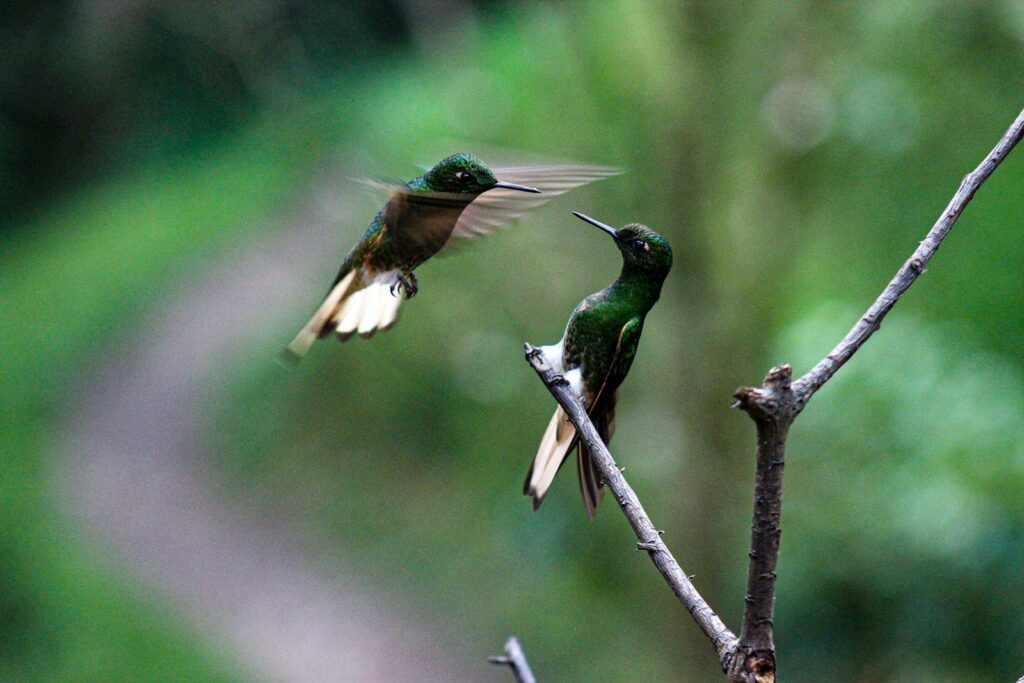 Two Buff-tailed Coronet hummingbirds are in motion.