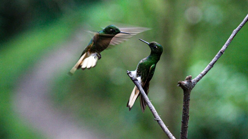 Two Buff-tailed Coronet hummingbirds are in motion.