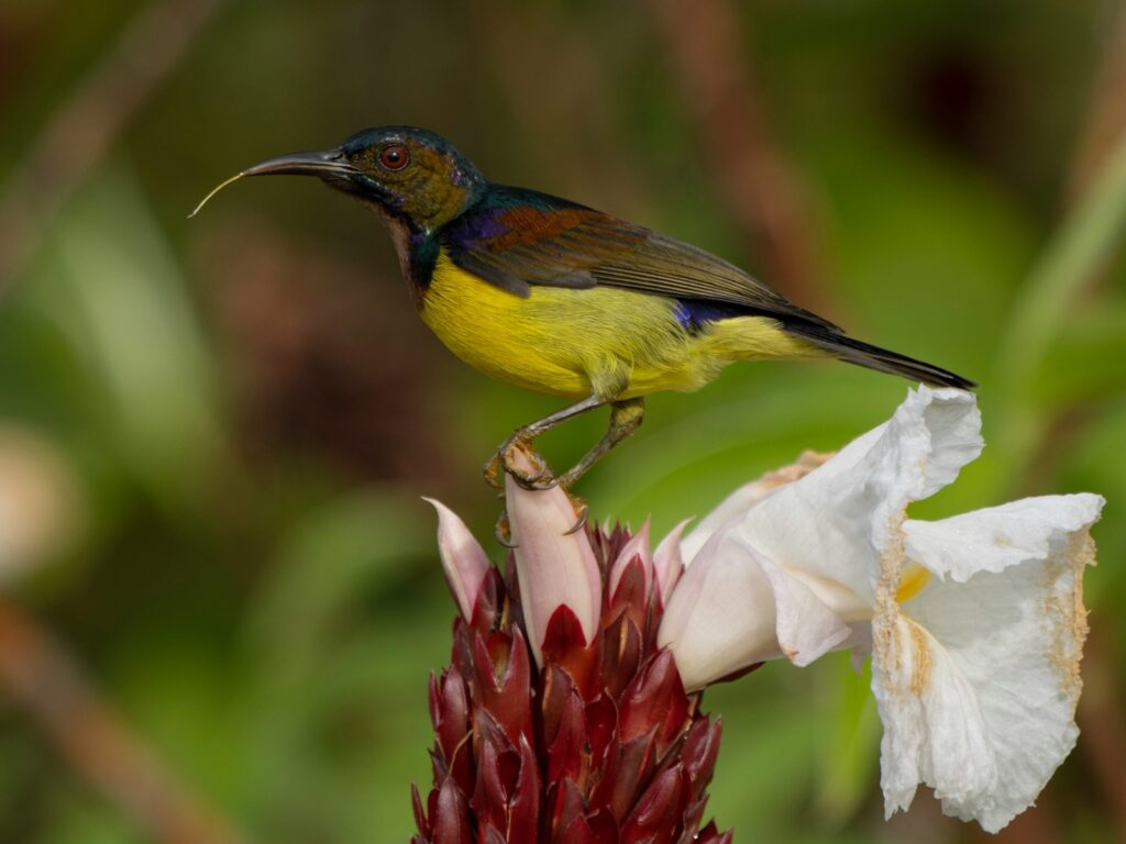 A Brown-throated Sunbird perches on a flower.