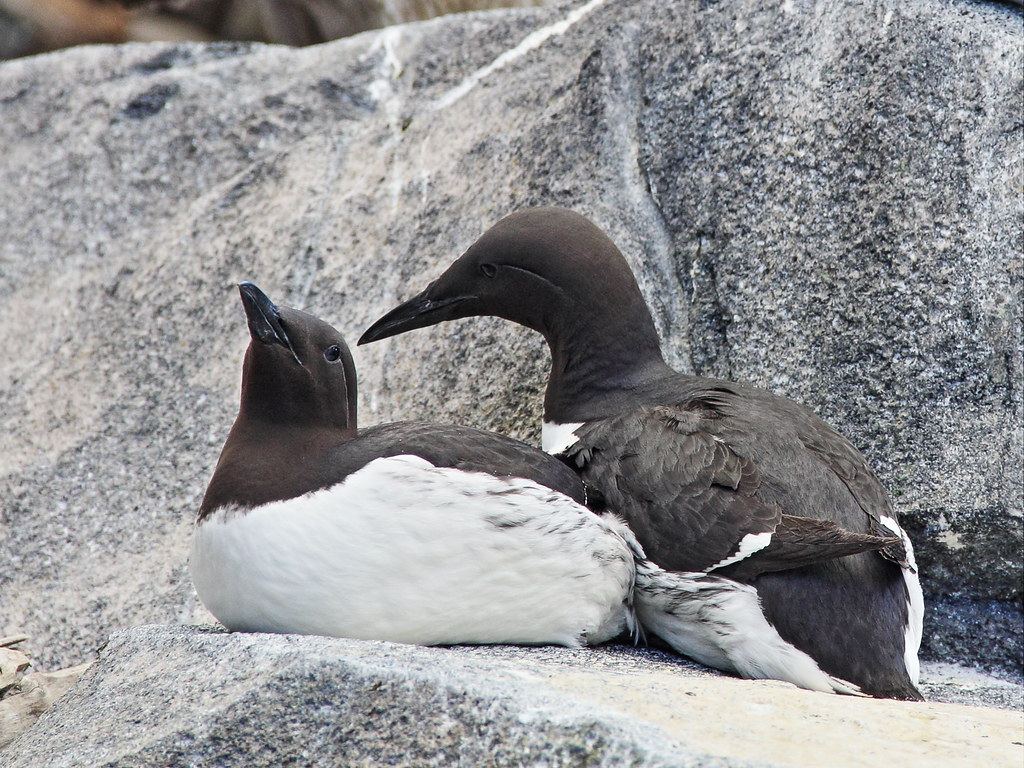 Two Black guillemots with contrasting plumage rest on a textured rock surface.