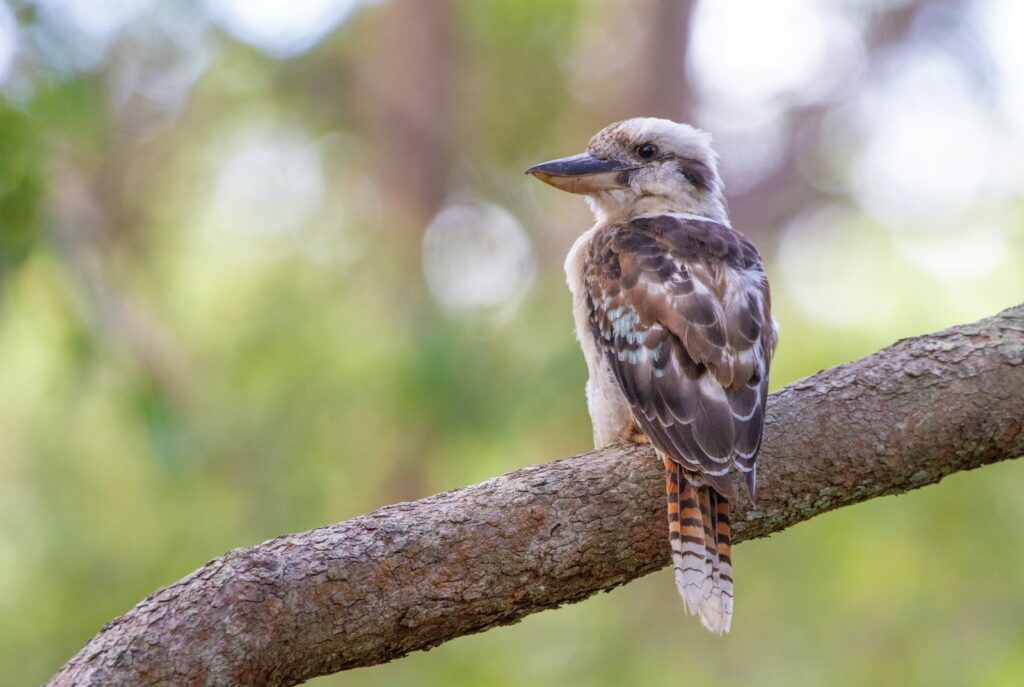 A laughing kookaburra with mottled brown and white feathers sits on a textured tree branch.